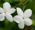 汇馥医芳 芳香笔记 |大花茉莉精油 Jasminum grandiflorum