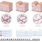 小香的永久花精油成分的比对和文献学习