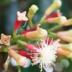 精油档案 | 丁香花苞（守护、止痛、温暖、唤醒，合而为一）