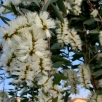 精油档案 | 绿花白千层（平衡身心，净化坚定清晰）