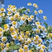 精油档案 | 德国洋甘菊（苦难中的力量，逆境中的活力）