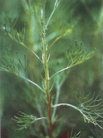 莳萝精油 Anethum graveolens 柔弱稚嫩的心灵 得到百般呵护（图）