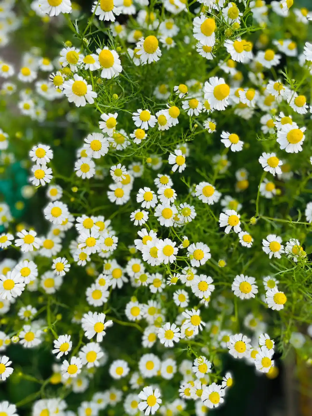 植物科属 | 菊科 Asteraceae的特点和精油