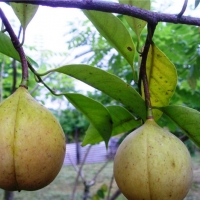 肉豆蔻精油 Myristica fragrans 听着心中的旋律，看见歌舞升平的远景