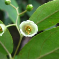 【8.30】沁灵芬芳——小香网星期六芳疗课堂，聊精油，学芳疗