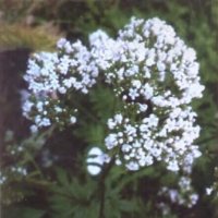 缬草精油 Valeriana officinalis 戳破妄念，凝神收心
