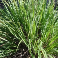 玫瑰草精油 Cymbopogon martini 化狂乱幻想而为旺盛活力