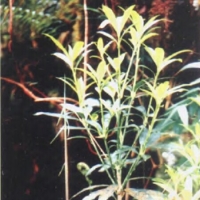 山鸡椒精油 Litsea cubeba 无视旁人的误解或怠慢，随和而轻松自在