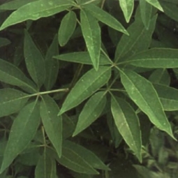 贞节树精油Vitex agnus castus 以欣赏包容的眼光看待一切事物（图）