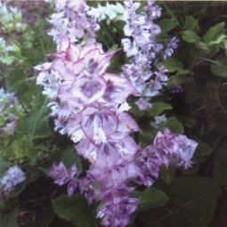 快乐鼠尾草 Salvia sclarea 褪去世故尖酸的习气，与真实世界水乳交融（图）