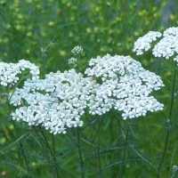 西洋蓍草精油 Achillea millefolium 重建神话中的秩序，不再因瞬息万变的表象而摇摆