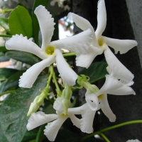 【8.9】沁灵芬芳——小香网星期六芳疗课堂，聊精油，学芳疗