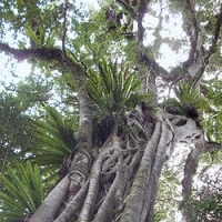 花梨木精油 Aniba rosaeodora 心生慈悲，捐弃成见