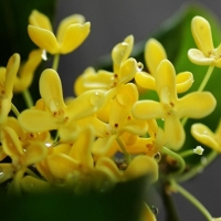 【贵妇精油】桂花