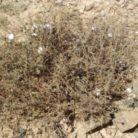 艾草精油 Artemisia vulgaris 有助于编织梦想，培养憧憬（图）