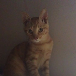 猫猫发情了，除臭芳香喷雾
