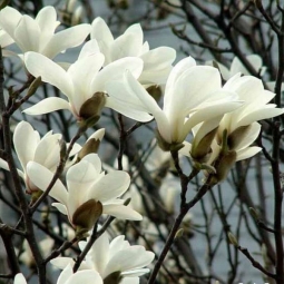 白玉兰 Michelia alba 不忘初心，永怀一个人一生中最纯净的想望
