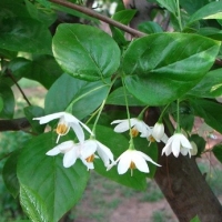 [芳疗经验]坐骨神经痛的精油使用