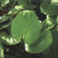 紫罗兰精油 Viola odorata 不疑不惧，安抚过于敏感、易受伤害、爱得太多、害怕团体者