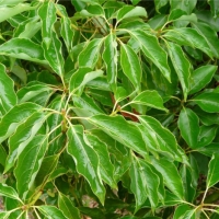 罗文莎叶精油 Cinnamomum camphora（CT cineole）在一团混乱中理出头绪