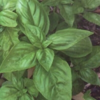 甜罗勒精油 Ocimum basilicum 在体制外优游自得，不受控制