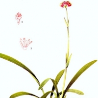 【芳疗译文】宽叶甘松或甘松（甘松属植物）