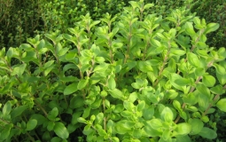 茶树·马郁兰精油