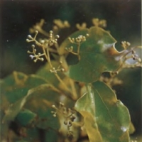 芳樟精油 Cinnamomum camphora 得到可靠的支柱与陪伴
