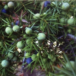 高地杜松精油Juniperus communis var. montana 走出童年创伤（图）