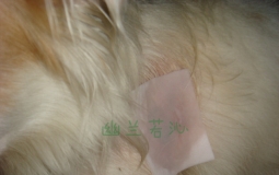 狗狗被咬。。护理全过来发上来（纯露的魅力不可挡啊）
