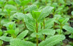 夏天痘痘肌爽肤水小诀窍  薰衣草纯露+薄荷纯露