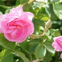 爱情花儿朵朵开——走进烂漫悦色的芳香精油世界
