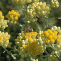 永久花精油 Helichrysum italicum 打开一扇又一扇因哀恸或悲伤而锁上的心门