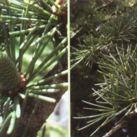 喜马拉雅雪松精油 Cedrus deodara 修复因漂泊而丧失的沟通能力，重新开启与超我的连结