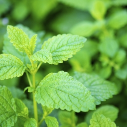 土豪精油买不起 可否其他来代替：香蜂草