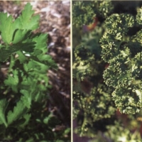 欧芹精油 Petroselinum sativum 给人生的盛宴提味，顺利分解难以消化的部分