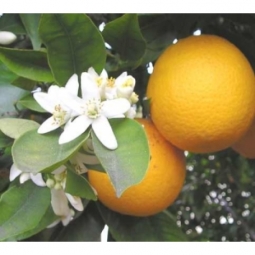 苦橙 Citrus aurantium bigarade  开心