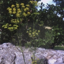 白松香精油Ferula galbaniflua〉平衡极端的情绪，放下激烈的抗争（图）