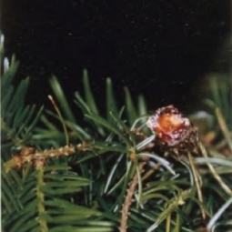胶冷杉Abies balsamea 独立自主，客观理性（图）