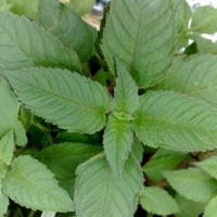 单方精油体验——蜂香薄荷