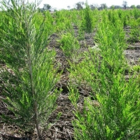 茶树精油 Melaleuca alternifolia 不断壮大自我，迎接每一个挑战