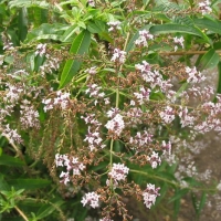 柠檬马鞭草精油 Lippia citriodora 让过度膨胀的自我回复原形