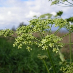 欧白芷根精油 Angelica archangelica〉愚公移山，元气淋漓（图）