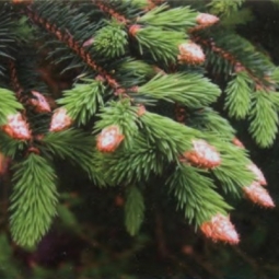 落叶松精油 Larix europea 在窘况百出时，仍能自我解嘲（图）