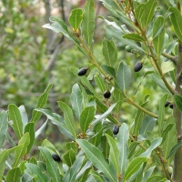 月桂精油 Laurus nobilis 心灵威而刚，与青春小鸟翩翩共舞