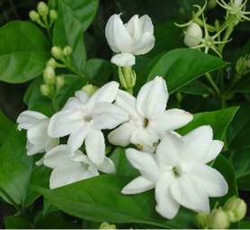 【8.2】凝香指间——星期六芳疗课堂，聊精油，学芳疗