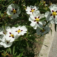 芳疗师秋冬保湿精油护肤秘方