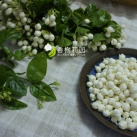 茉莉鲜花浸泡油——留下一缕茉莉清香