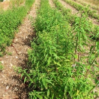 [芳疗实证]柠檬马鞭草精油功效作用与使用