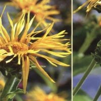 土木香精油 Inula graveolens 阴郁或惊恐乃至喘不过气